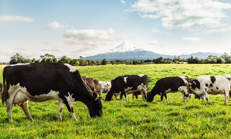 Photo: Courtesty of Fonterra