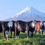 New Zealand farmers should be celebrated for addressing climate change