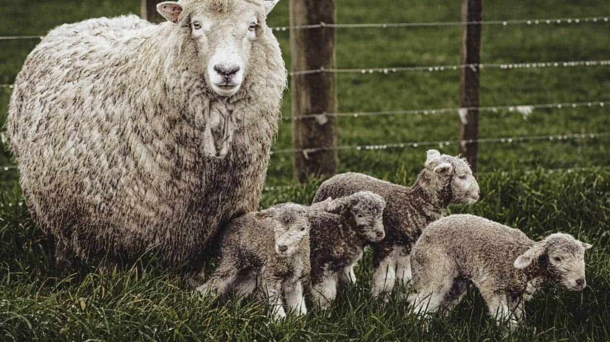 New Zealand farmers should be celebrated for addressing climate change1