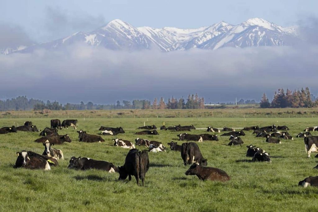 Dairy cows graze on a farm near Oxford, in the South Island of New Zealand on Oct. 8, 2018.