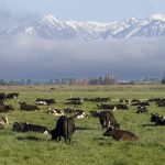 Dairy cows graze on a farm near Oxford, in the South Island of New Zealand on Oct. 8, 2018.