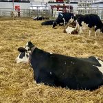 New research will look at dairy welfare and technology