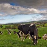 Organic milk producers concerned over sector viability