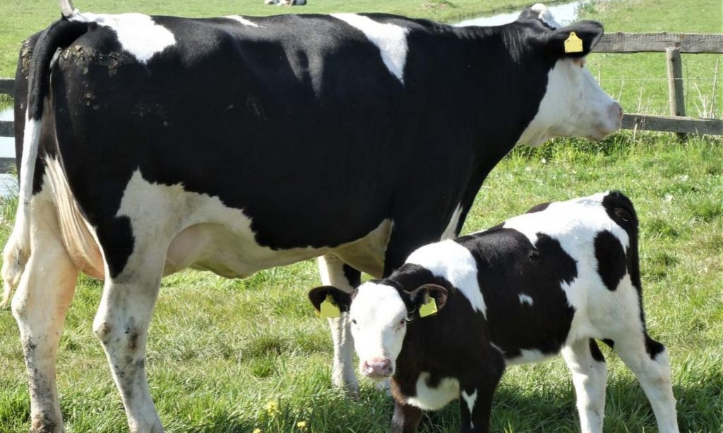 Penn State dairy cattle geneticist finds mutant gene threatening Holstein calves