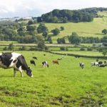 RaboResearch More affordable feed brings farmers relief but signs of weakening demand for dairy