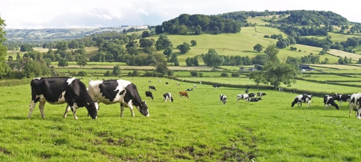 RaboResearch More affordable feed brings farmers relief but signs of weakening demand for dairy