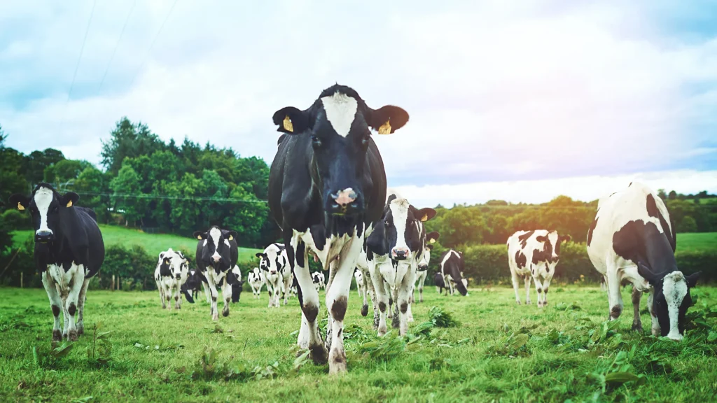 The dairy industry is growing to keep pace with intense global demand