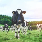 The dairy industry is growing to keep pace with intense global demand