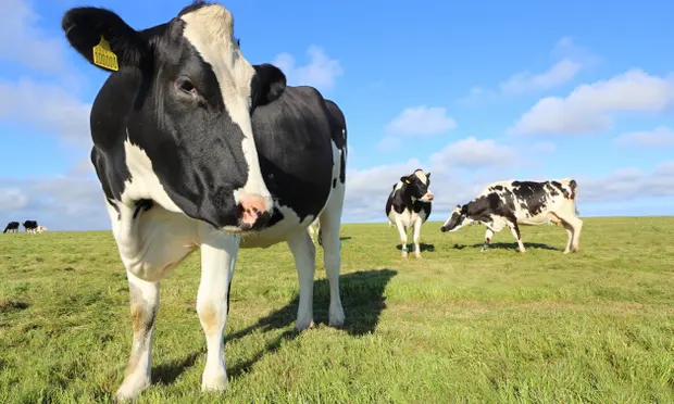 UK dairy prices could keep rising unless staff shortages ease, co-op warns