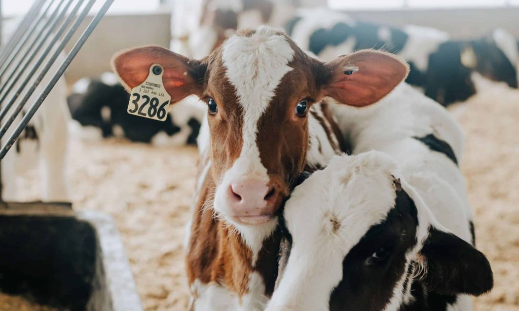 ‘Cows on the Concourse’ brings dairy cows to downtown Madison