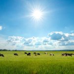 A Summer of Uncertainty in Dairy Markets