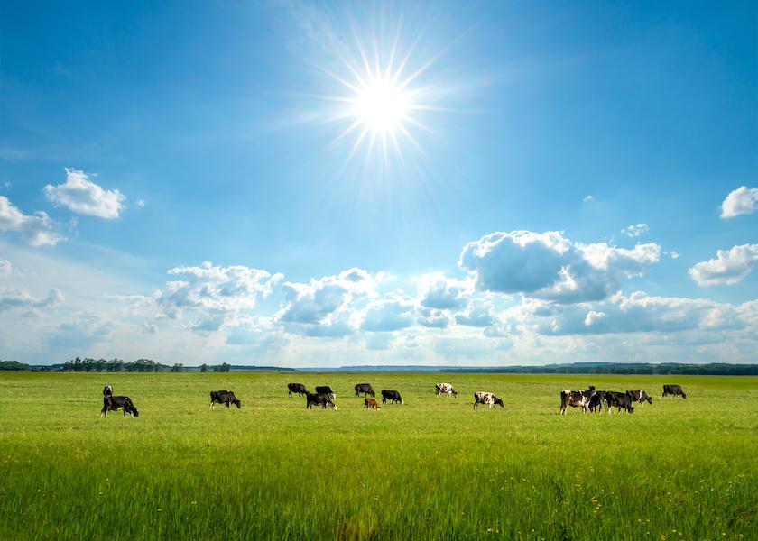 A Summer of Uncertainty in Dairy Markets