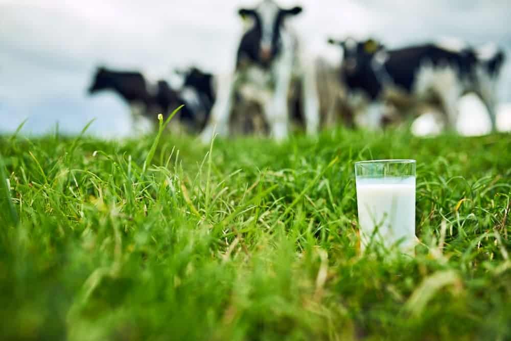 Alberta dairy producers fight food insecurity