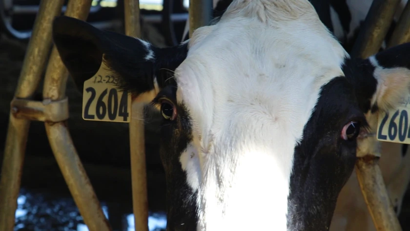 Are Minnesota dairy struggles a result of spring flush or processing shortage1