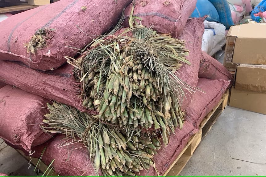 The factory uses several tonnes of lemongrass a week. 