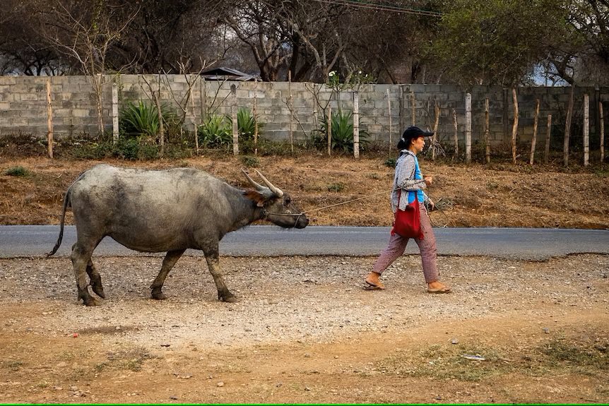 Mrs Ae was the first villager to trust a 'Falang', or outsider, with one of her main assets.