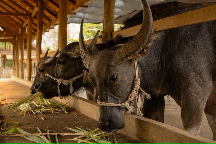 Feeding lemongrass to livestock helps to reduce methane. 