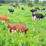 Bolter's organic dairy herd comes to an end after 100 years