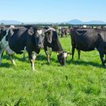 Check for pasture deficiencies ahead of calving season