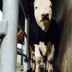 DAERA New BVD requirements for cattle exports to Ireland