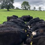 Dairy Beef Welfare Scheme ‘revamp’ needed for bull calf issue