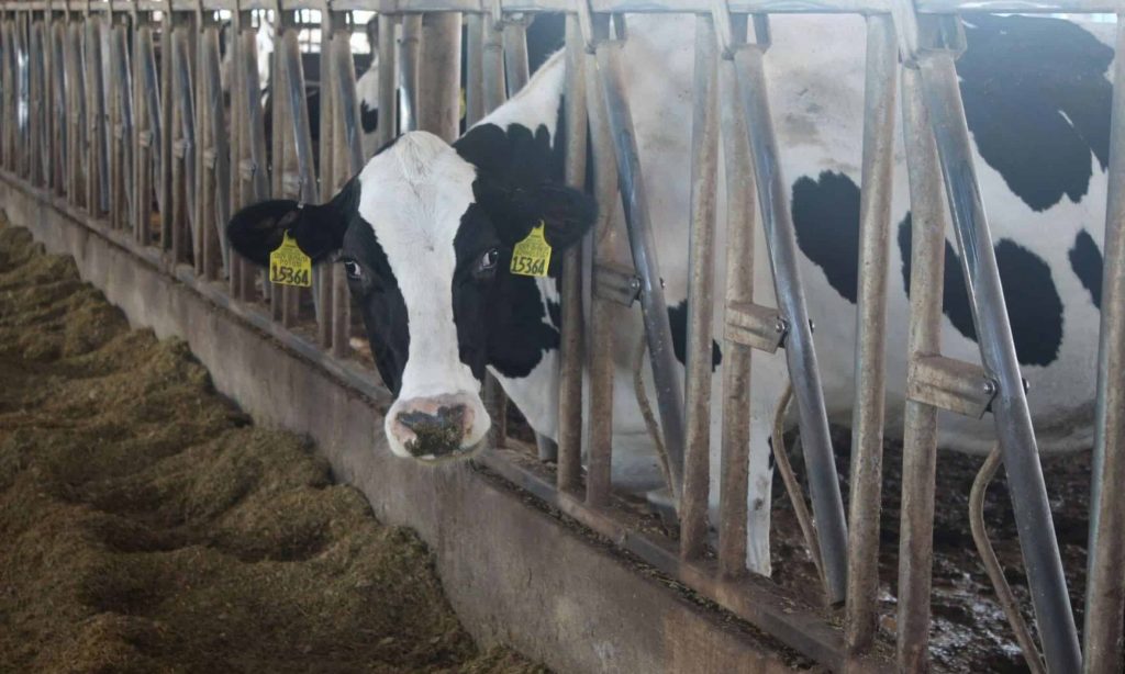 Dairy Business Going Through Tough Times