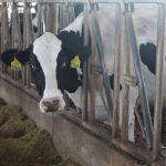 Dairy Business Going Through Tough Times