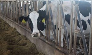 Dairy Business Going Through Tough Times