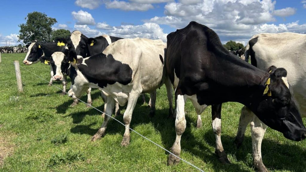 Dairy Focus 40 years of Ballyclider breeding