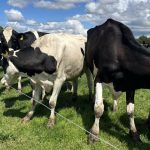 Dairy Focus 40 years of Ballyclider breeding