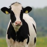 Dairy Report Low Milk Prices and Higher Beef Prices Take a Hit on Dairy Cow Numbers