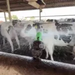 Dairy animals at Fresno State are beating the heat