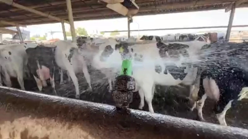 Dairy animals at Fresno State are beating the heat