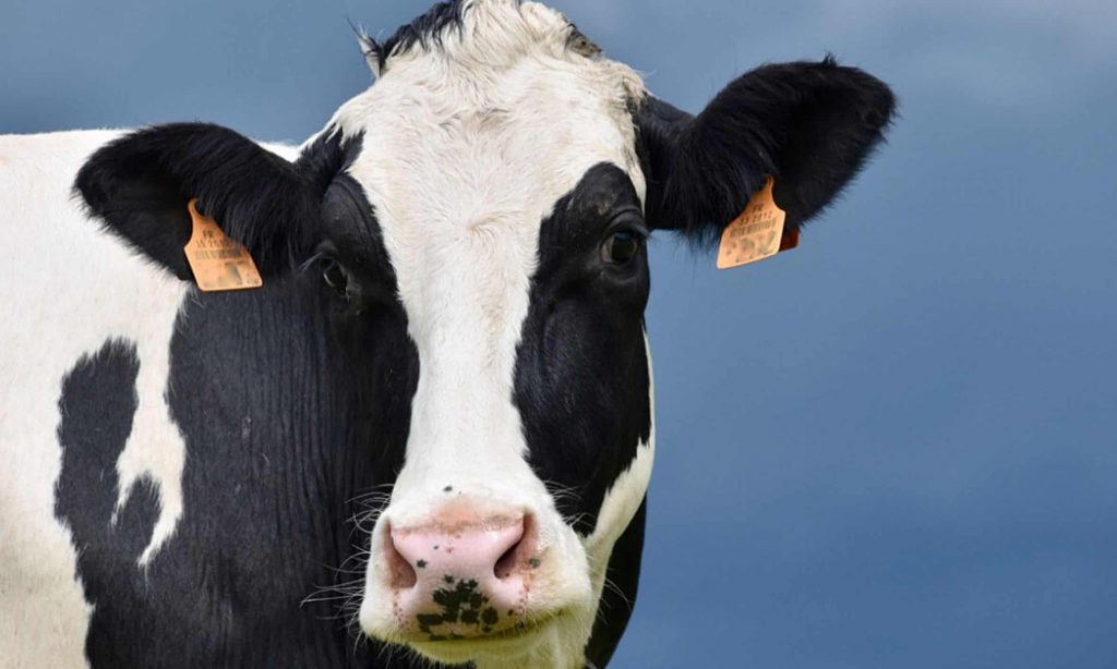 Dairy farmers exceed $1 billion in losses from 2018 farm bill change