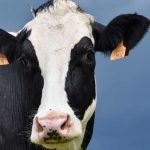 Dairy farmers exceed $1 billion in losses from 2018 farm bill change