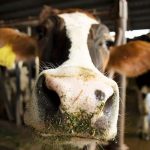 A curious dairy cow. The National Milk Producers Federation wants the Food and Drug Administration to prevent a company that markets a beverage made from dairy protein produced through fermentation from calling the product "milk."