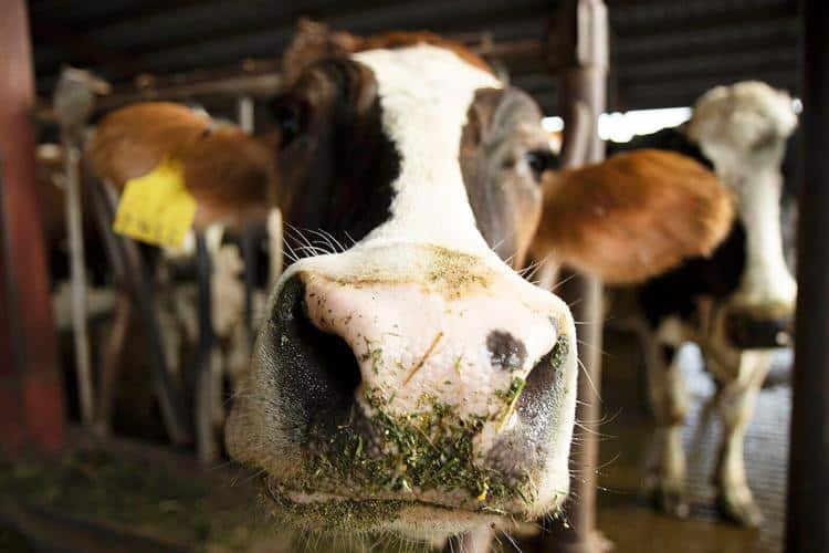 A curious dairy cow. The National Milk Producers Federation wants the Food and Drug Administration to prevent a company that markets a beverage made from dairy protein produced through fermentation from calling the product "milk."