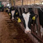 Dairy farmers say wet weather’s being hard on hay