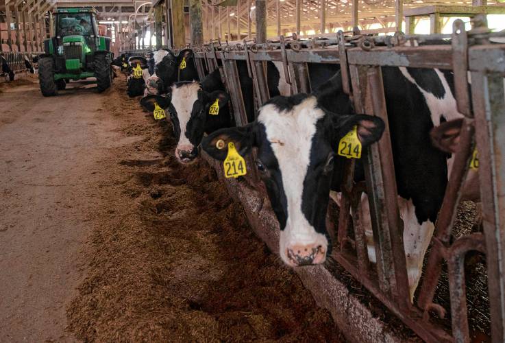 Dairy farmers say wet weather’s being hard on hay