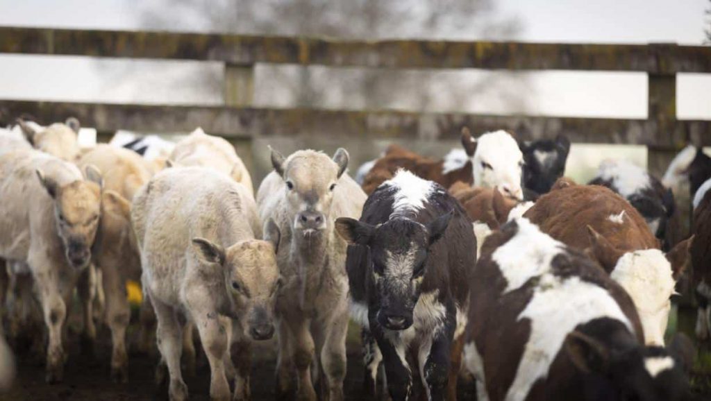 Dairy farmers under stress