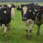 Dairy industry collaborates to halve food waste