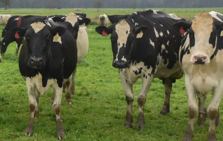 Dairy industry collaborates to halve food waste