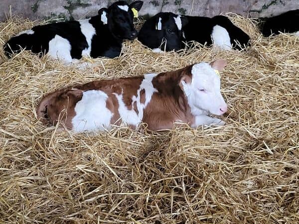 Dairy-cross bull calves pictured on Peter and Paula's farm, where they try to keep the calves on farm until they are four to six weeks old.