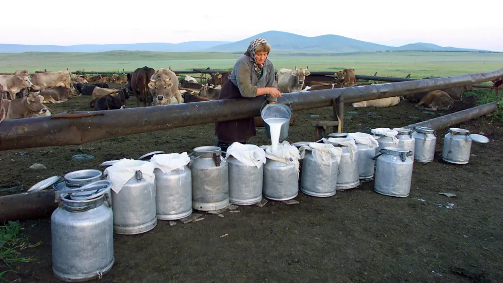 EU blocks Georgian cheese exports due to food safety shortfalls