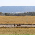 Farmers looking to destock or handfeed as drought conditions approach, a year on after catastrophic floods