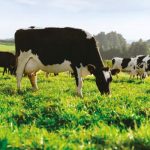 Fonterra milk price forecast under pressure from 'sluggish' Chinese economy