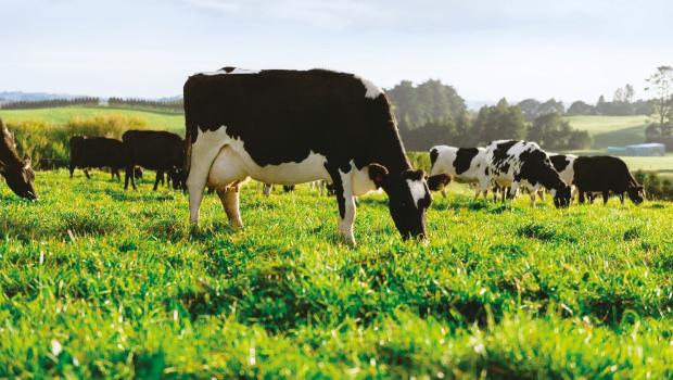 Fonterra milk price forecast under pressure from 'sluggish' Chinese economy