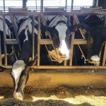 From cow to carton Lessons learned on an Iowa dairy