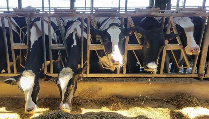 From cow to carton Lessons learned on an Iowa dairy