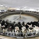 Groups argue Wisconsin regulators can’t make factory farms obtain preemptive pollution permits